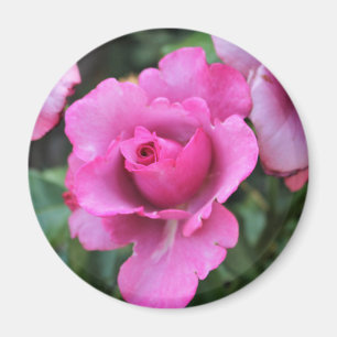 Kuss von der Rose Magnet