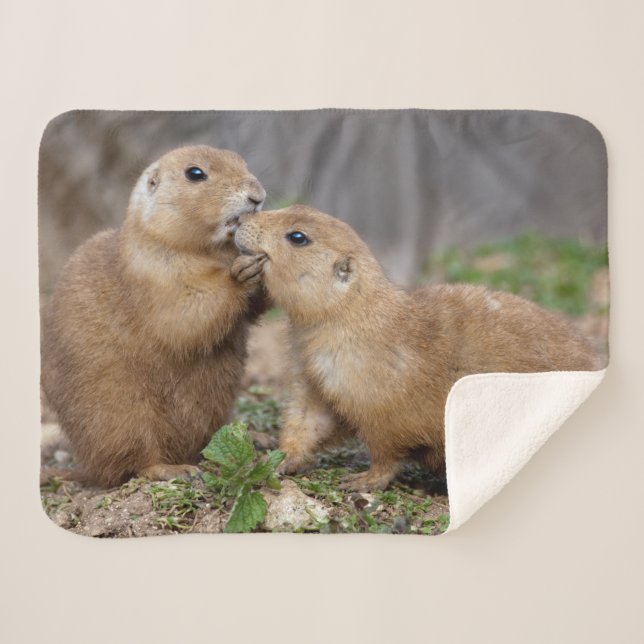 Küssen Sie mich schnelle Sherpa Decke Sherpadecke (Vorderseite (Horizontal))