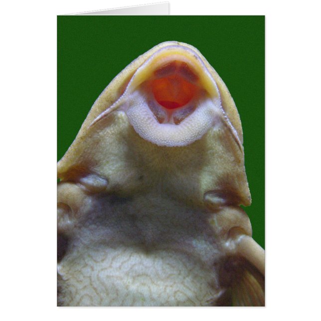 Küsst Fisch Grußkarte (Vorne)