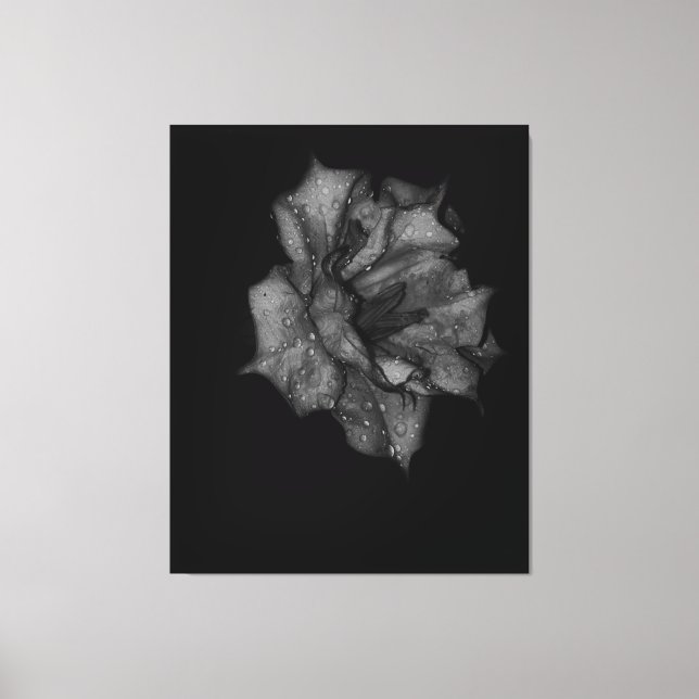 Küsste Petalen in Dunkelheit Leinwanddruck (Vorderseite)