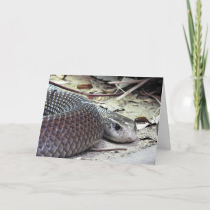 Küste Taipan Karte