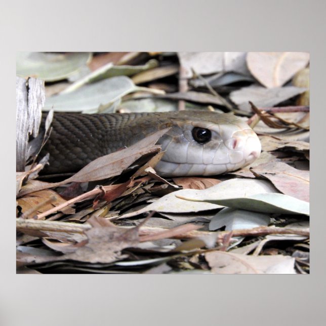 Küste Taipan Poster (Vorne)