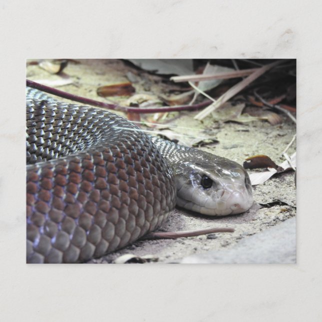 Küste Taipan Postkarte (Vorderseite)