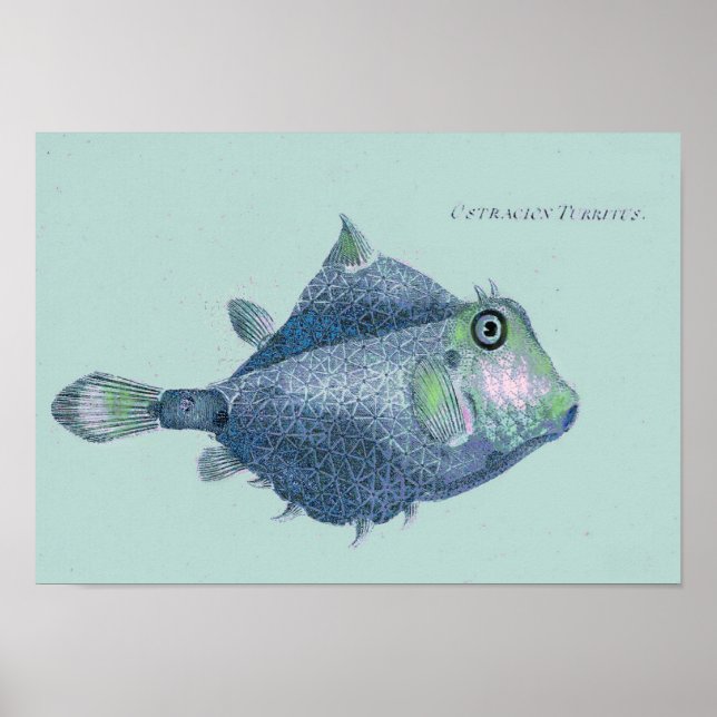 Küste - Vintage tropische Fische Poster (Vorne)