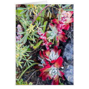Küsten-Dudleya im Point Reyes National Seashore