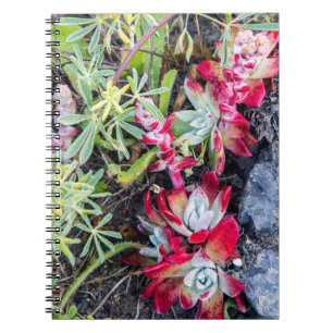 Küsten Dudleya im Point Reyes National Seashore Notizblock