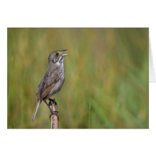 Küsten-Spatz