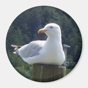 Küsten Vogel Ruhende Möwe Kunstwerk Kreis Foto Magnet