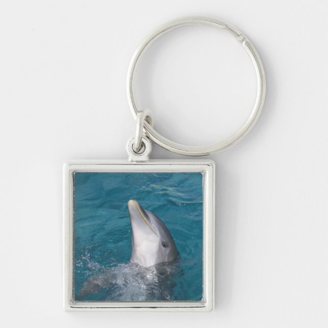 Küstenbottlenose-Delphin Schlüsselanhänger (Vorne)
