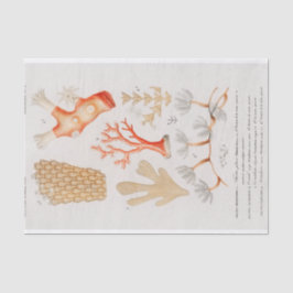 Küstenkoralle Seidenpapier