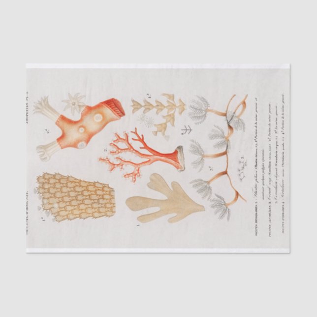 Küstenkoralle Seidenpapier (Vorderseite)