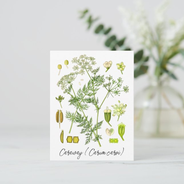 Küstenkraut Vintag Botanische Illustration Postkarte (Stehend Vorderseite)
