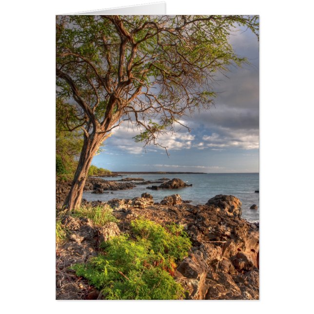 Küstenlinie Maui (Vorne)