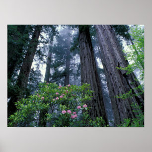 Küstenmammutbäume und Rhododendren Poster