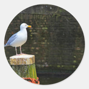 Küstenmöwen-Vogel- und Ozean-Wildlife-Foto Runder Aufkleber