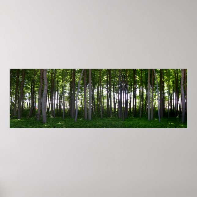 Küstenschutzwald. Poster (Vorne)