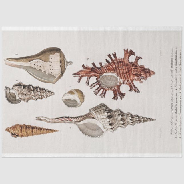 Küstenseashell-Aquarell Seidenpapier (Vorderseite)