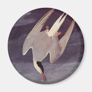 Küstenseeschwalbe von John James Audubon, Vintage Magnet