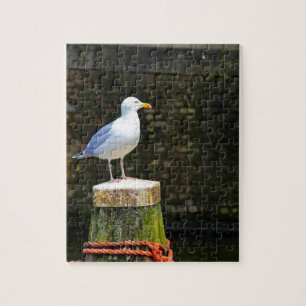 Küstenseeschwalben-Fotografie Puzzle