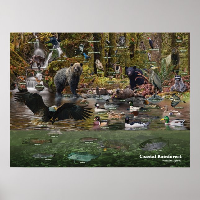 Küstenwaldplakat Poster (Vorne)