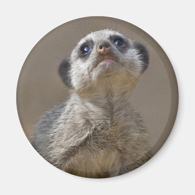 Kute Kat Magnet (Vorne)