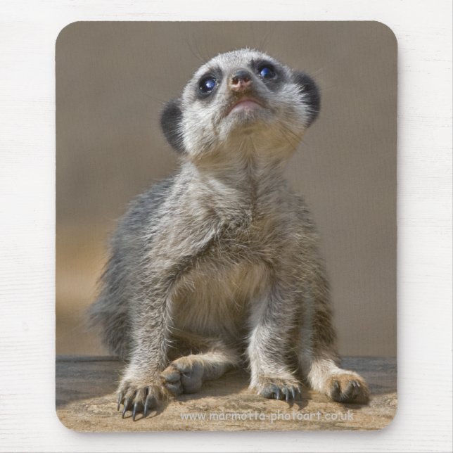 Kute Kat Mousemat Mousepad (Vorne)