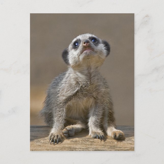 Kute Kat Postcard Postkarte (Vorderseite)