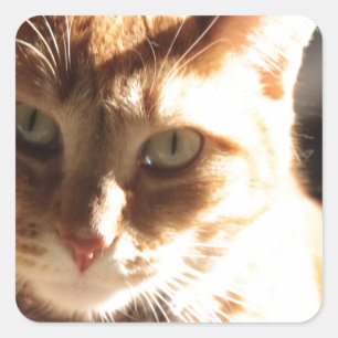 Kute Kitty! Quadratischer Aufkleber