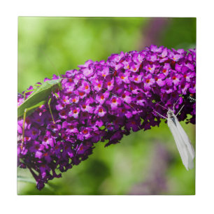 Kuttenenergie Fliese