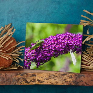 Kuttenenergie Fotoplatte