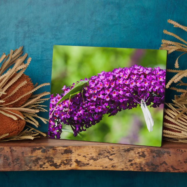 Kuttenenergie Fotoplatte (Seite)