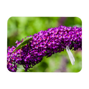 Kuttenenergie Magnet