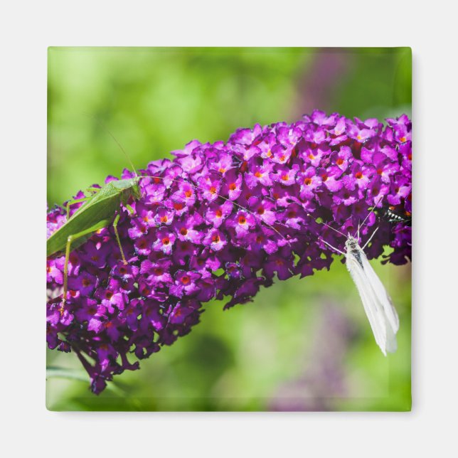 Kuttenenergie Magnet (Vorne)