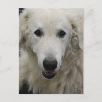 Kuvasz Dog Breed Postcard Postkarte