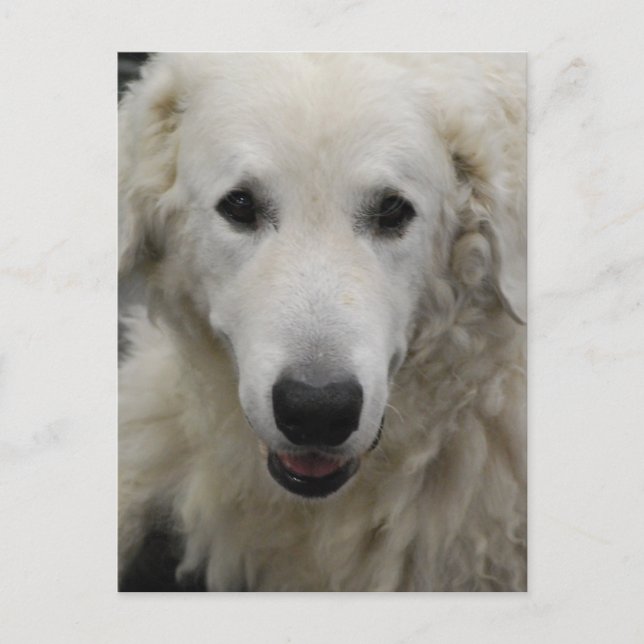 Kuvasz Dog Breed Postcard Postkarte (Vorderseite)