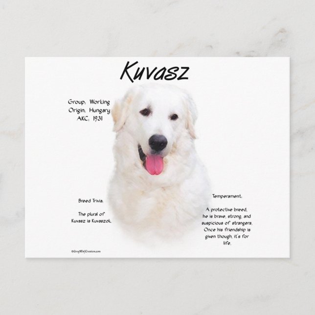 Kuvasz-Geschichtsdesign Postkarte (Vorderseite)