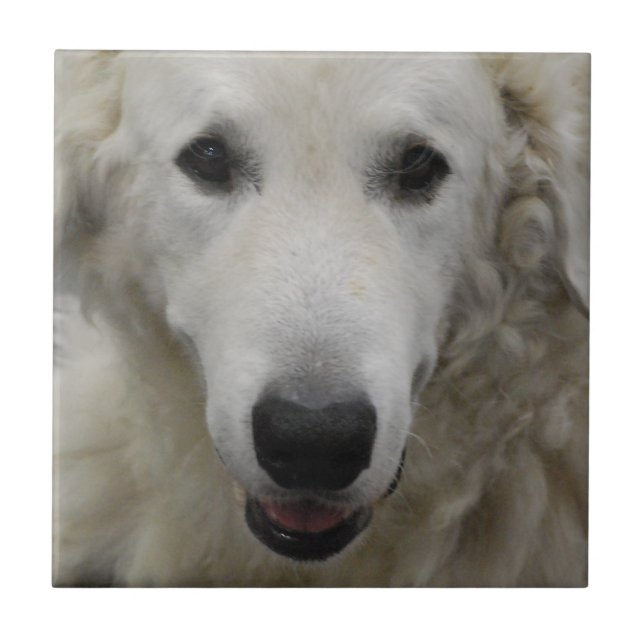 Kuvasz Hundezucht-Fliese Fliese (Vorderseite)