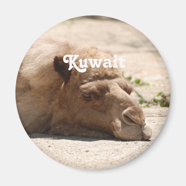 Kuwait Camel Magnet (Vorne)