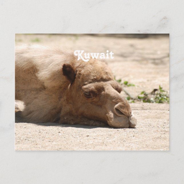 Kuwait Camel Postkarte (Vorderseite)
