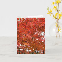 Kyoto Herbstlaub