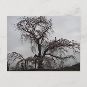 Kyoto Sakura Tree, Japan Postkarte