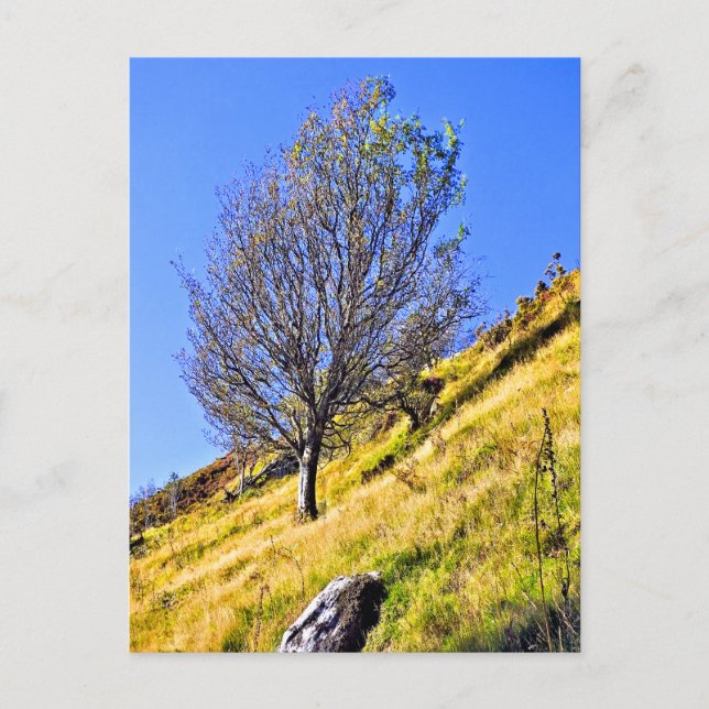 L0NE TREE POSTKARTE (Vorderseite)