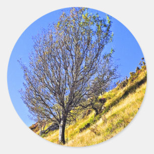 L0NE TREE RUNDER AUFKLEBER