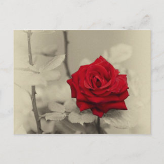 _L0S7918.jpg Postkarte