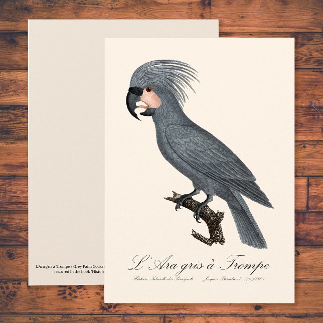 L’Ara gris à Trompe / Gray Palm Cockatoo Dankeskarte (Great Black Palm Cockatoo, Probosciger aterrimus. Thank You Card)