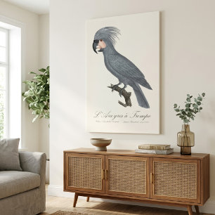 L’Ara gris à Trompe / Gray Palm Cockatoo Leinwanddruck