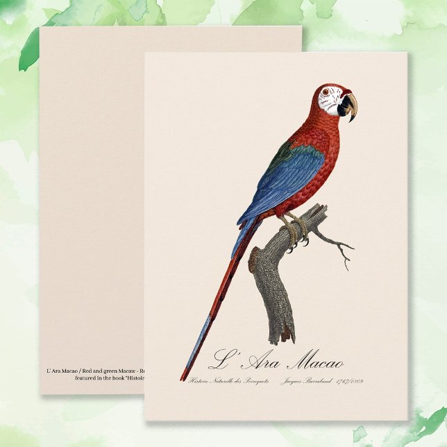 L' Ara Macao / Rot und Grün Dankeskarte (Red-and-green Macaw, Ara chloropterus. Thank You Card)