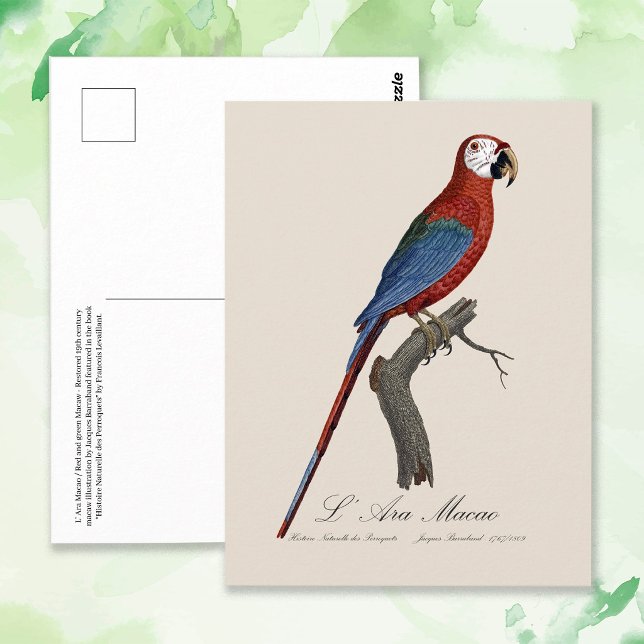 L' Ara Macao / Rot und Grün Postkarte (Red-and-green Macaw, Ara chloropterus. Postcard)