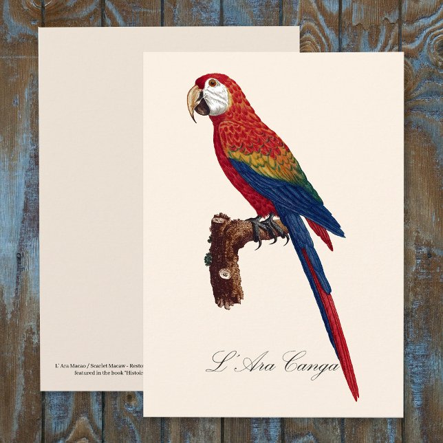 L' Ara Macao / Scarlet Macaw Dankeskarte (Scarlet Macaw or Red-Breasted Macaw, Ara macao. Thank You Card)