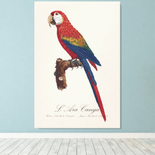 L' Ara Macao / Scarlet Macaw Leinwanddruck